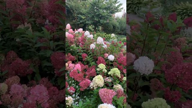 Beautiful hydrangeas #hortensia #hydrangeaflower #hydrangea #гортензия#flower #paniculata #beautifu