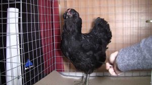 Чёрные бородатые. Взрослые петухи и куры
