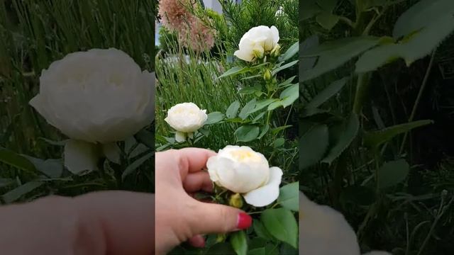 Первое цветение малышки Vanessa Bell ( David Austin rose) 17.06.2020г.