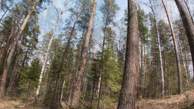 звуки весеннего леса смотреть онлайн