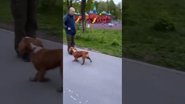 Тренеруемся возле детской площадки, отработка подъзыва по жесту.