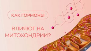 🧬 Как гормоны влияют на митохондрии?