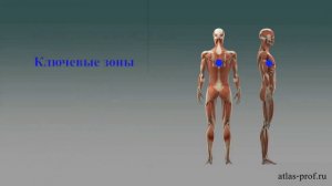 Смещение атланта (подвывих) - что это такое и к чему приводит?