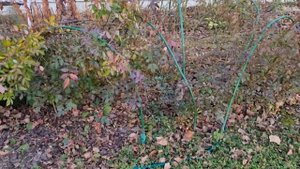 Как быстро убрать листву и обрезать многолетники.  САДОВЫЕ ЛАЙФХАКИ.