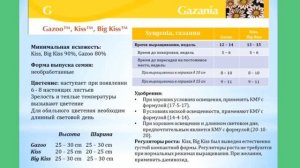 Газания (Гацания). Сроки посева цветов на рассаду. Календарь посева цветов.