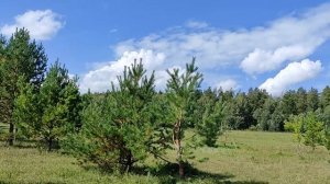 Санитарная обрезка сосны обыкновенной и заготовка под формировку Ниваки. Сентябрь 2023