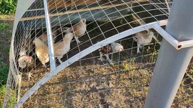 Куриный трактор, полный обзор готовой версии. смотреть онлайн