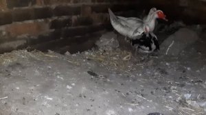 Индоутки и куры , не рекомендую держать вместе в период кладки яиц /