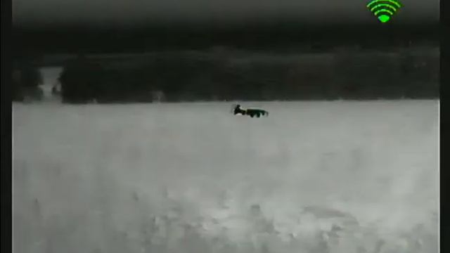 Dali s 240 25мм косуля в поле. смотреть онлайн