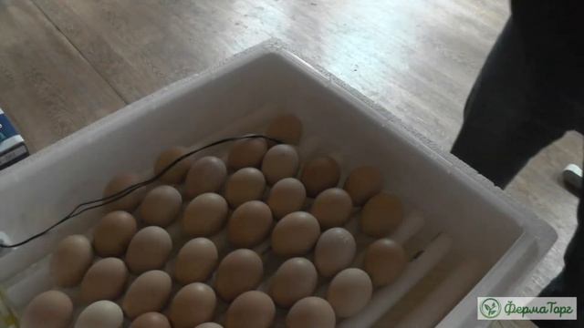 Сравниваем 4 модели инкубаторов. 2-я серия смотреть онлайн