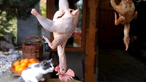 Как приготовить холодец из курицы. Холодец из Петуха