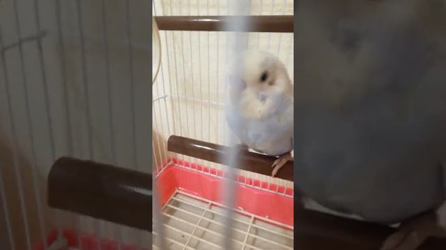 Ура! у меня появился попугай! смотреть онлайн