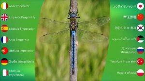 Insect Sounds: Emperor Dragonfly