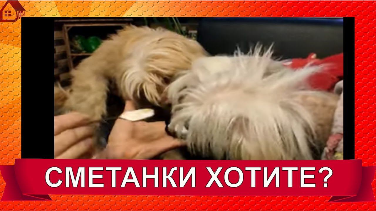 Сметанки хотите? /СМЕШНАЯ СОБАКА СМЕШНЫЕ СОБАКИ  #SHORTS