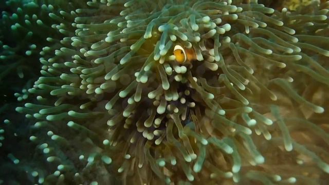 Coral Reef / Aquarium / Underwater Wonders / AgroStar смотреть онлайн