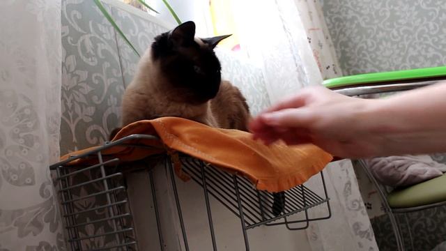 Как сделать кошке теплое место на батарее. Уход за кошкой.  Мягкая игрушка для кошки. смотреть онлайн