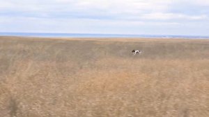 Английский пойнтер Vivat Unice Nicca