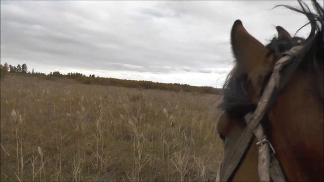 Гон лося в разгаре. Выманил лося на "подставного быка". Учусь манить. смотреть онлайн