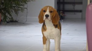 Щенок Решил Помогать Людям. Брос Шоу ПЕТ