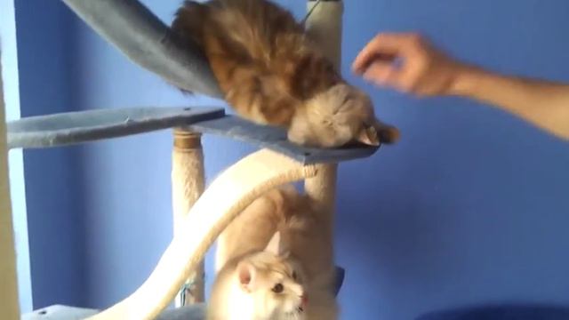 Смешные кошки :) Часть 233 - Забористая мята:)) смотреть онлайн