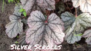Гейхера сорт silver Scrolls в июне