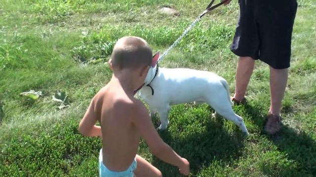 Копия видео "Cuddle with Bull Terrier. Altay 2012. Day 1-02" смотреть онлайн