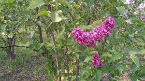Сирень "Поль Арио"