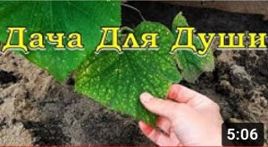 ПРИЧИНЫ овощных НЕПРИЯТНОСТЕЙ и способы их решения???