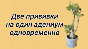 Ух ты! Ну бывают же такие красавцы-адениумы! Но и их нужно формировать. Сразу две удачные прививки!