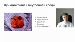 Ткани человека | Биология ЕГЭ и ОГЭ на 100 баллов