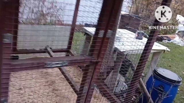 Курятник Live! Купил новых кур! Глубокая подстилка для птиц! смотреть онлайн