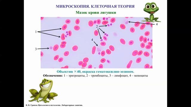 Микроскопия и клеточная теория, описание цитологических микропрепаратов