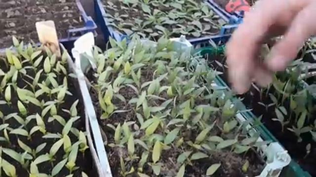 Очень важные подкормки рассады Перца и Томатов на начальной стадии подкормка перец и помидор.mp4