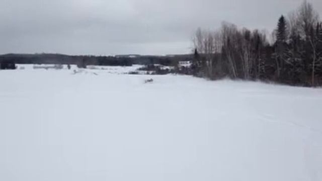 Arctic cat смотреть онлайн