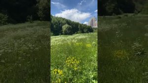 Марлен Дитрих: "Где цветы?" Рената Литвинова перевод. Русская песня раньше была!  Послушайте её.
