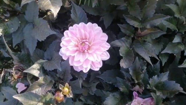 Мои Георгины. Делюсь опытом выращивания смотреть онлайн