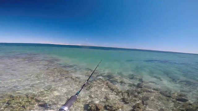 Light Tackle Fishing - Shark Bay Landbased (Part 1) смотреть онлайн