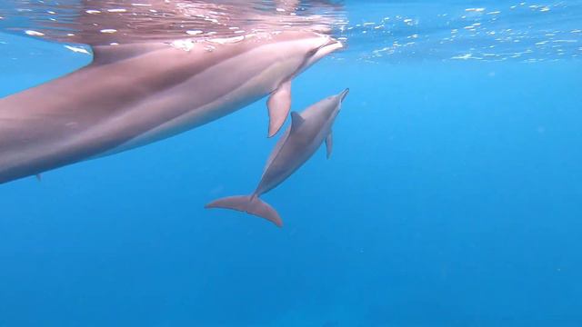 Купание с дельфинами на острове Маврикий! Swimming with Dolphins in the Indian Ocean near Mauritius смотреть онлайн