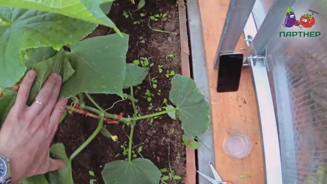 СДЕЛАЙТЕ ТАК, И ОГУРЦЫ ПОПРУТ КАК БЕШЕНЫЕ! смотреть онлайн