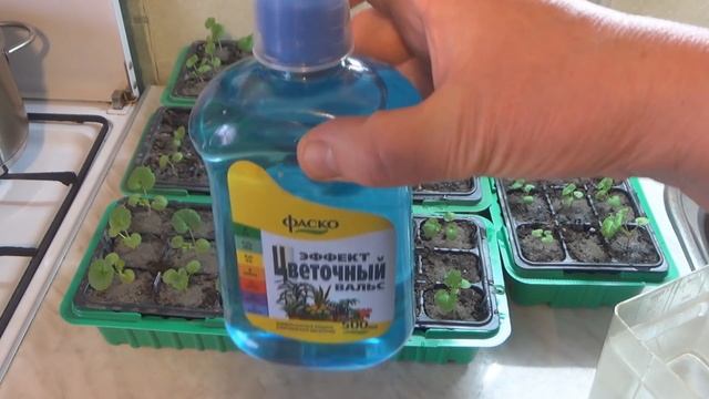 Чем подкормить рассаду пеларгонии (герани) смотреть онлайн