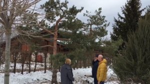 Обрезка сосны обыкновенной в питомнике Савватеевых