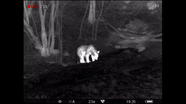 Медведь на водопое Pulsar (Тепловизор, Тепловизионный бинокль) смотреть онлайн