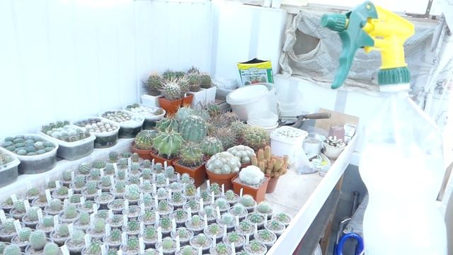 ОБРАБОТКА КАКТУСОВ ОТ ВРЕДИТЕЛЕЙ смотреть онлайн