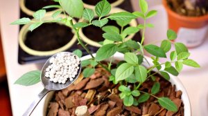 Роза разрослась ВСЯ В БУТОНАХ после 1 чайной ложки этого!!!Подкормка домашней розы экофоской!