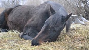 Лошадь спит. Фаза глубокого сна.