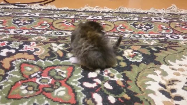 Маленький котенок учится ходить смотреть онлайн
