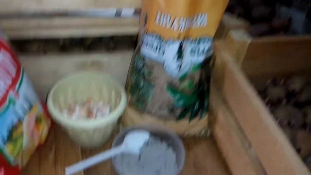 Как получить ранний картофель. Подготовка картофеля перед посадкой.