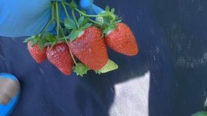 САПОРЕ - красивый сорт клубники с вытянутой ягодой. / мини-питомник КЛУБНИКА-МАЛИНА.