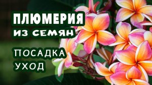 Плюмерия. Проращивание семян. Мой опыт выращивания плюмерии