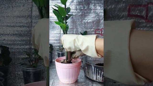 Секреты пересадки замиокулькаса. смотреть онлайн